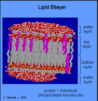 lipid bilayer   6666666