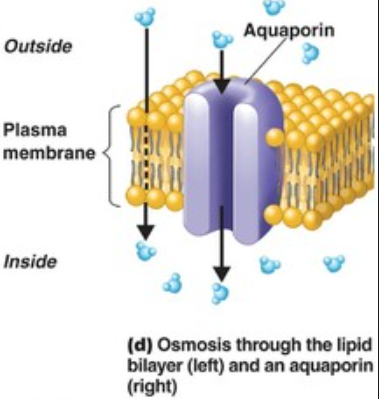 lipids ideas oslo water aqua osmosis